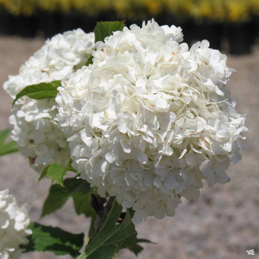 Common Snowball — Green Acres Nursery & Supply