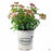 Viburnum tinus 'Spring Bouquet' 1 gallon Matsudas