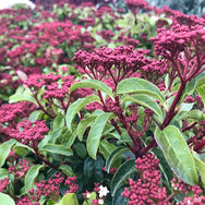 Viburnum 'Spring Bouquet' — Green Acres Nursery & Supply
