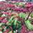 Viburnum tinus 'Spring Bouquet'