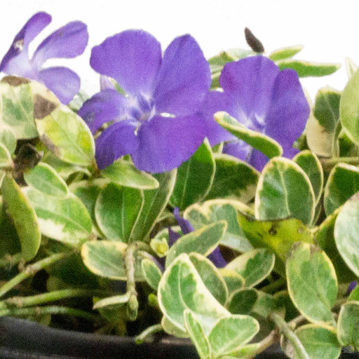 Periwinkle 'Sterling Silver'