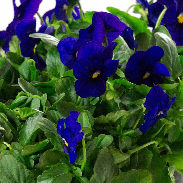 Viola — Green Acres Nursery & Supply