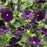 Viola Sorbet Purple