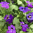 Viola Sorbet XP Blue Blotch