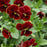 Viola Sorbet XP Red Blotch