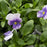 Viola Sorbet XP Violet Beacon, Purple