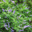 Texas Lilac Montrose Purple