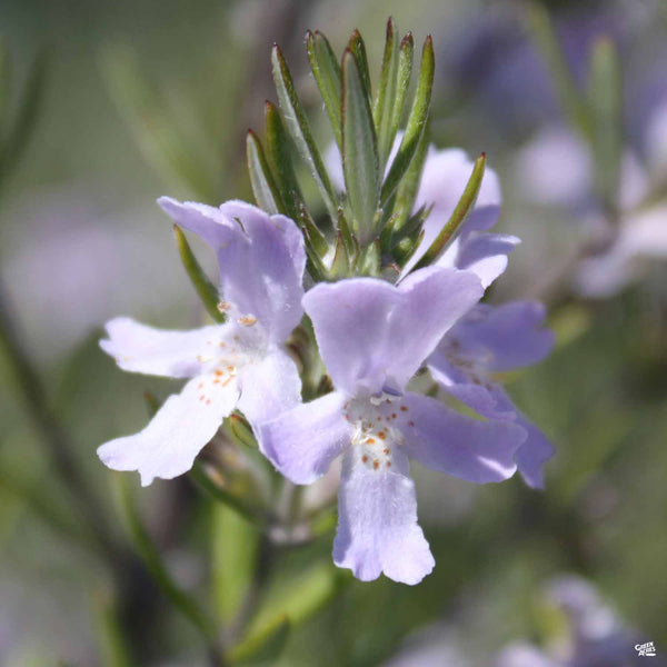 Westringia_CoastRosemary2_600x