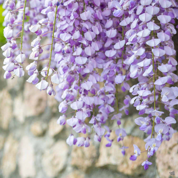 Wisteria 'Cooke's Purple' Staked — Green Acres Nursery & Supply