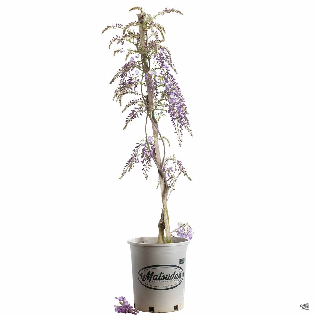 Wisteria 'Cooke's Purple' Staked — Green Acres Nursery & Supply