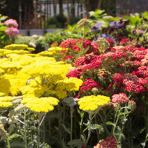 Assorted Yarrow in Yellow and Red