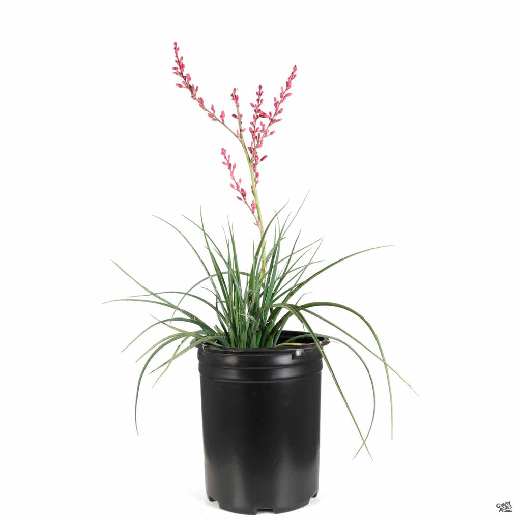Red Yucca — Green Acres Nursery & Supply