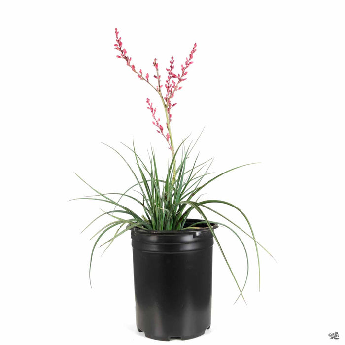 can red yucca grow in a pot Red Yucca — Green Acres Nursery & Supply