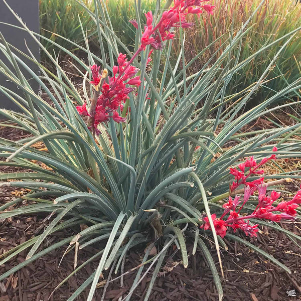 ユッカさま♡レッドチェック Red Yucca — Green Acres Nursery & Supply