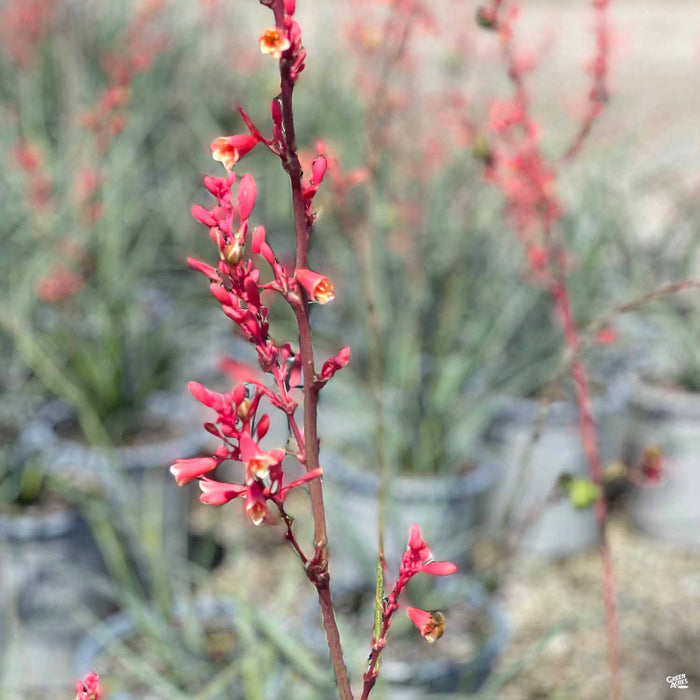 Red Yucca