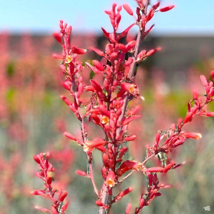 Red Yucca