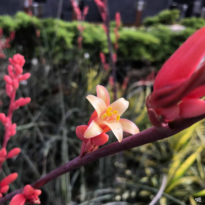 yucca plant seeds for sale Red Yucca — Green Acres Nursery & Supply