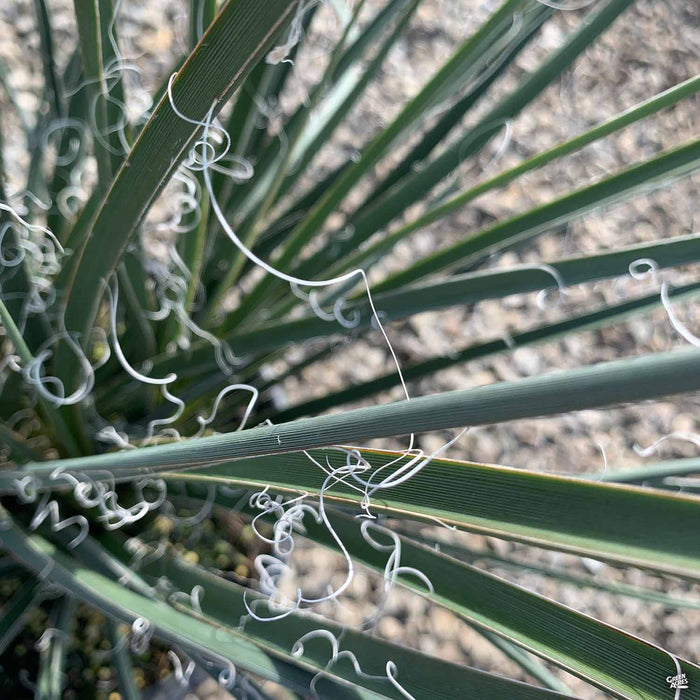 Red Yucca