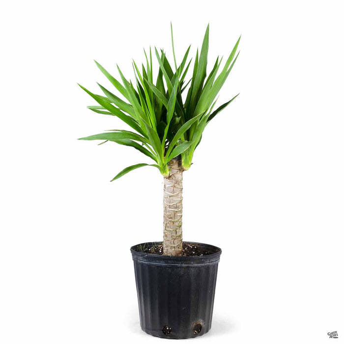 fancy yucca cane plant Giant Yucca Cane — Green Acres Nursery & Supply