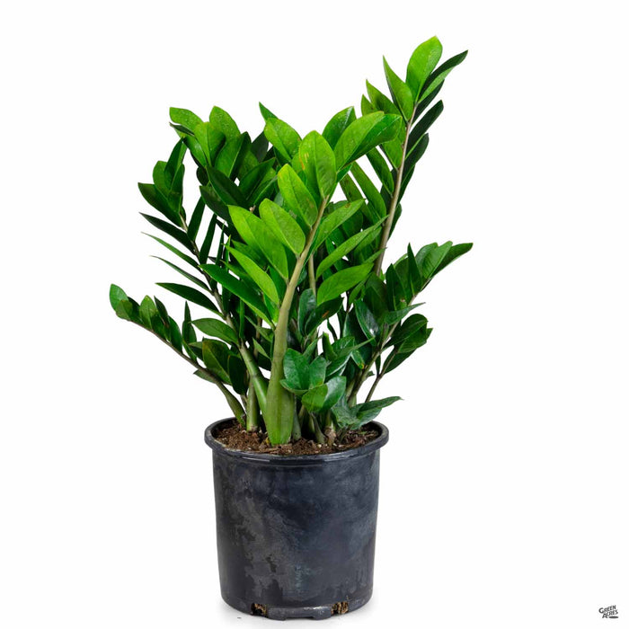 biggest zz plant ZZ Plant — Green Acres Nursery & Supply