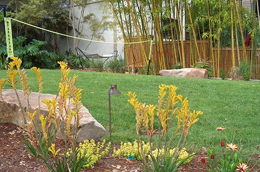 Backyard Play area with Native Bentgrass