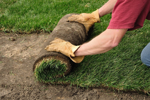 Sod Installation